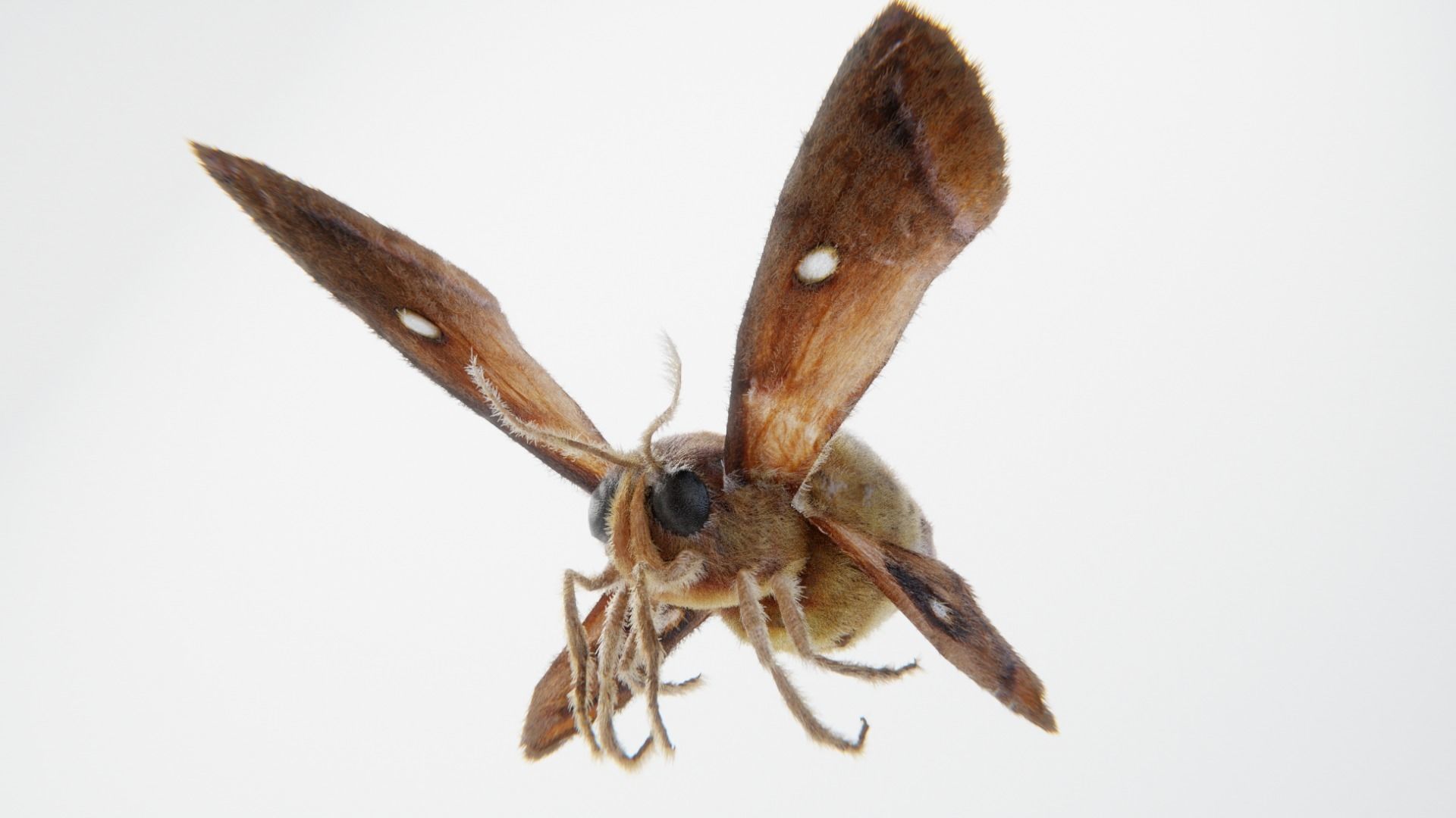 MOTH BUTTERFLY Low-poly 3D model_2