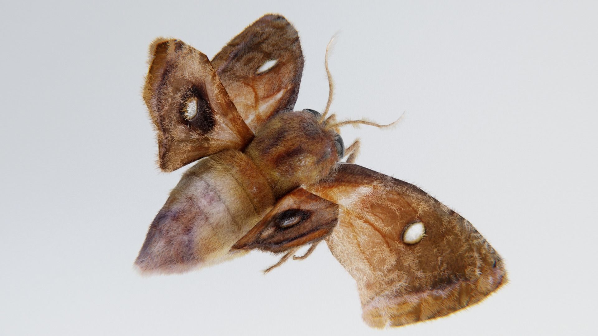 MOTH BUTTERFLY Low-poly 3D model_4