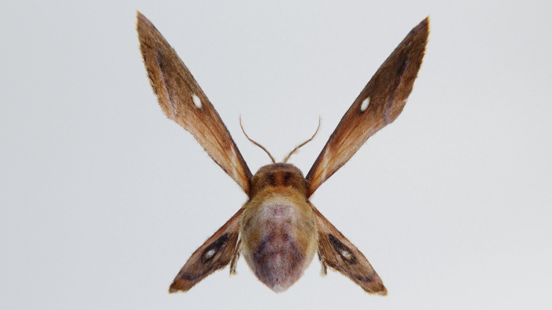 MOTH BUTTERFLY Low-poly 3D model_5