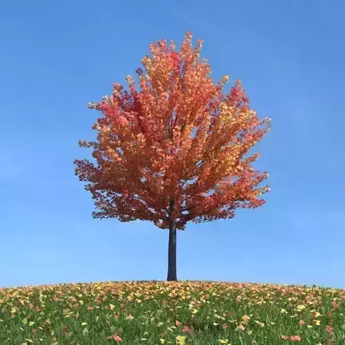 Tree   Brown Fall Leaves