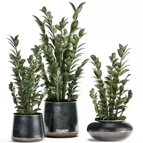 Zamioculcas in a flowerpot for the interior 871 3D model