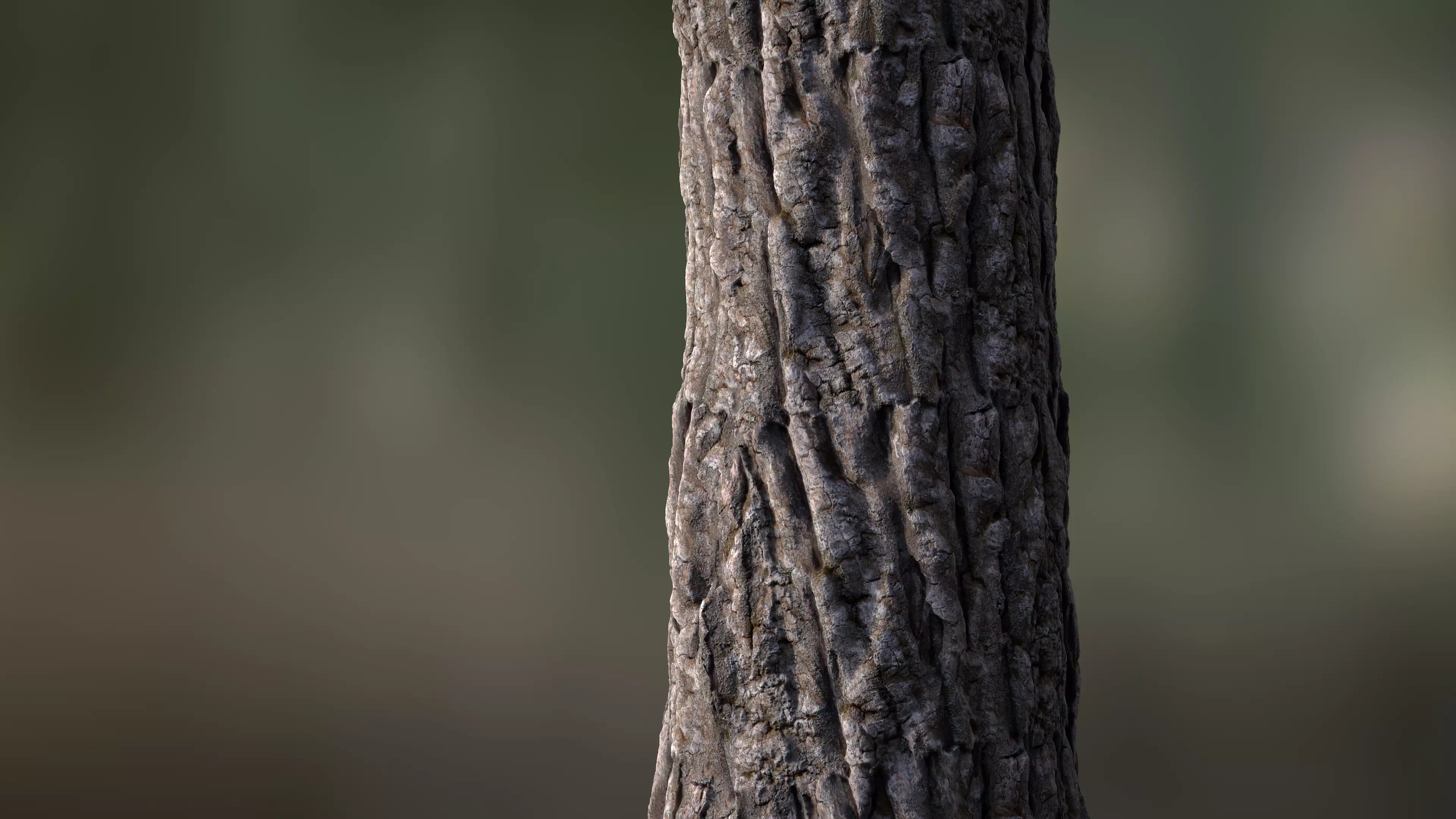 Tree Bark Seamless 04 Texture