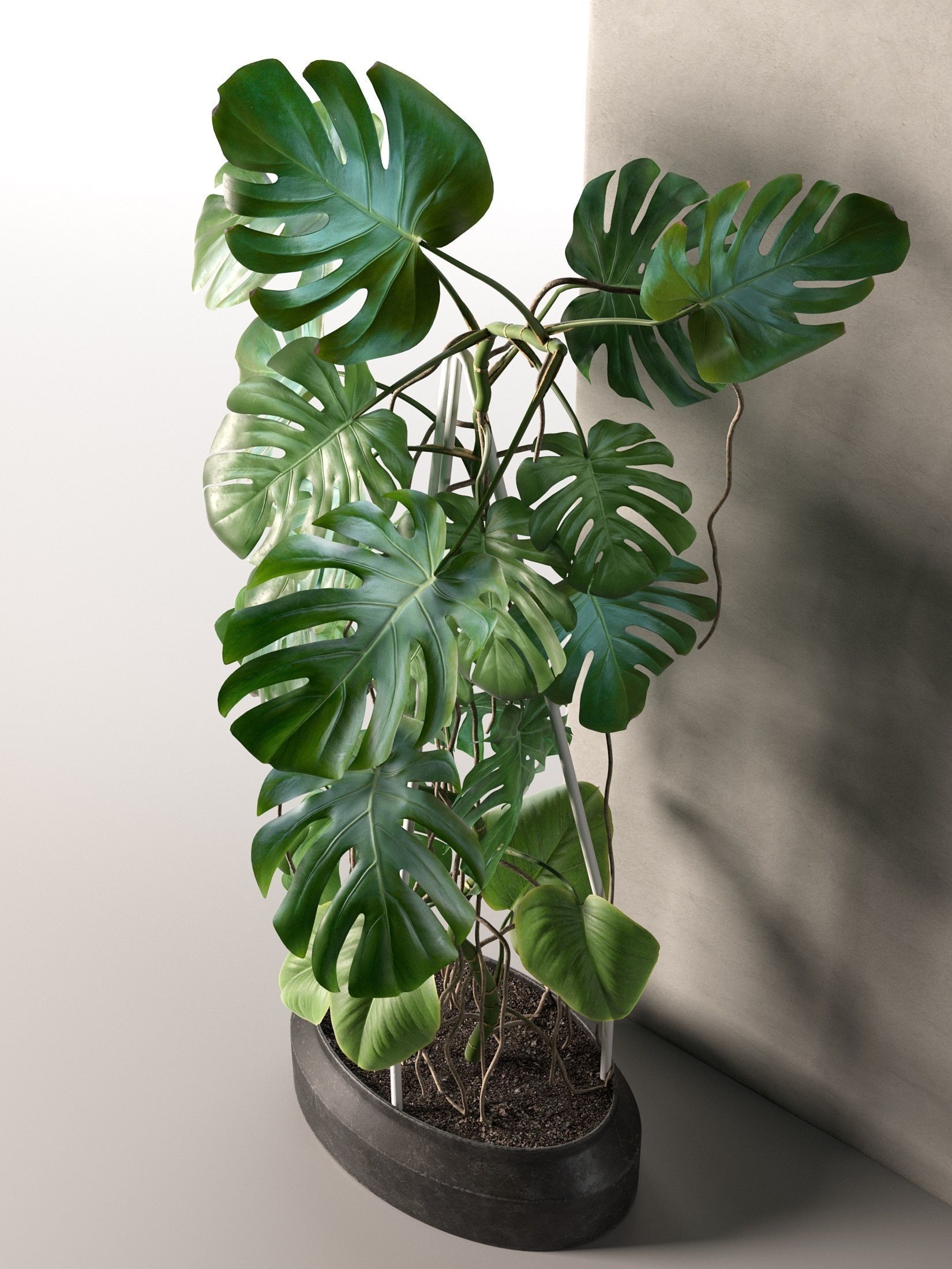 Monstera in Pot 3 3D model_1
