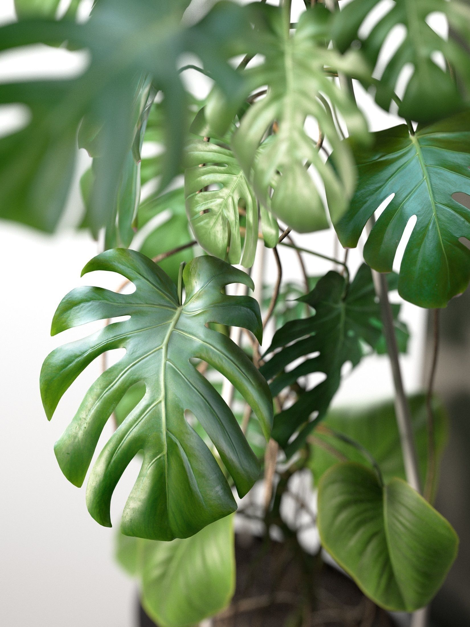 Monstera in Pot 3 3D model_2