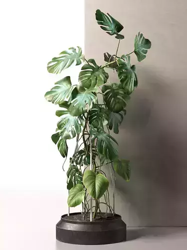 Monstera in Pot 3