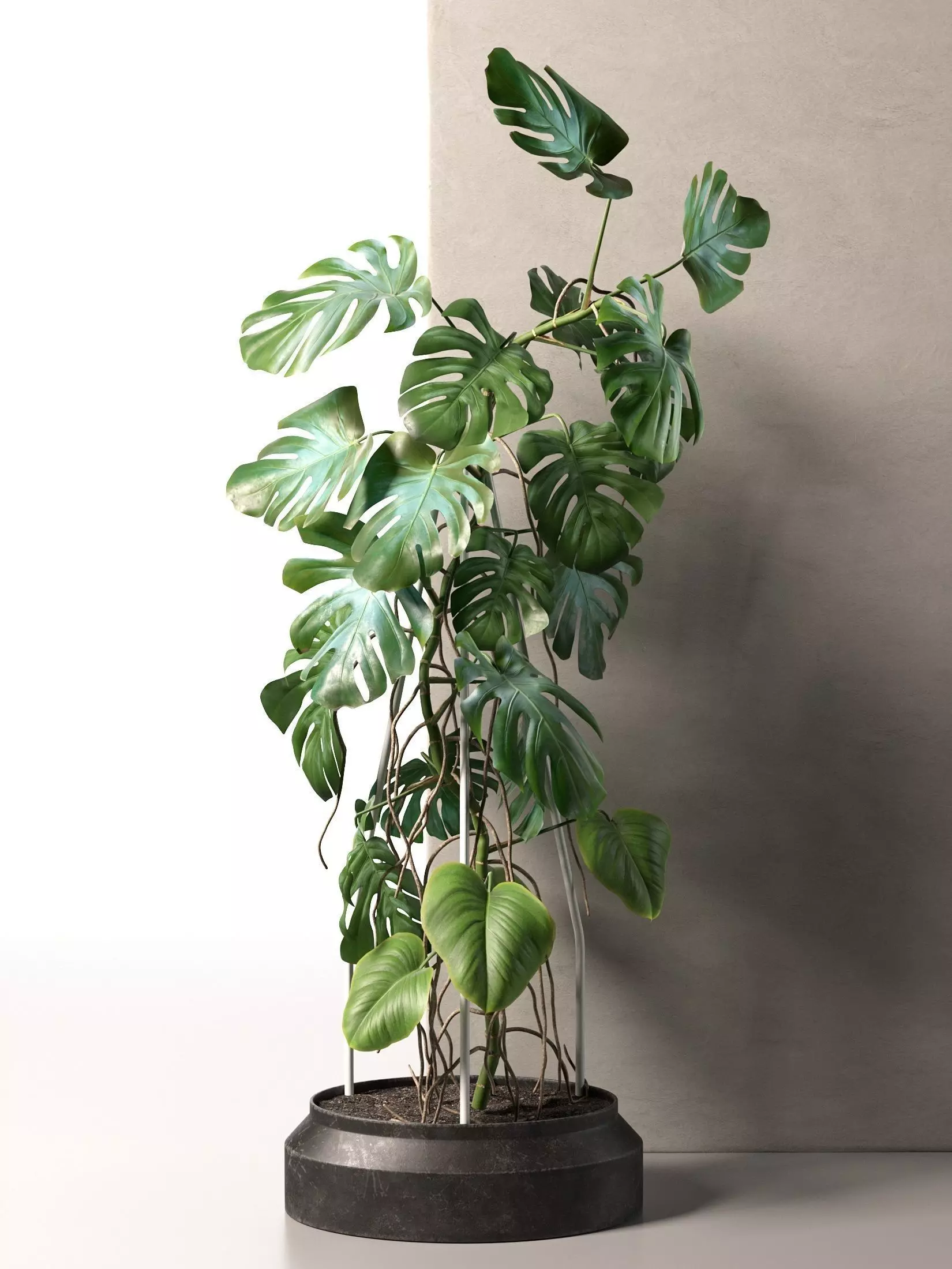 Monstera in Pot 3 3D model_0