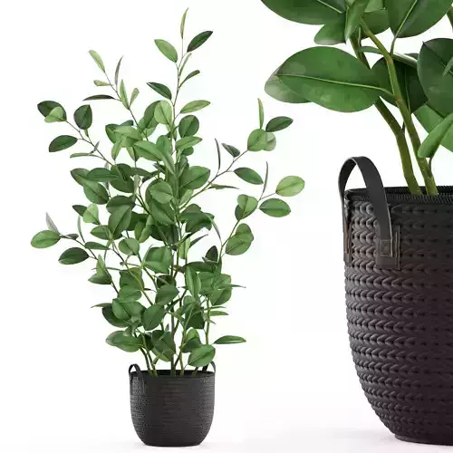 Plants collection 456