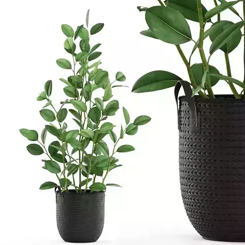 Plants collection 457