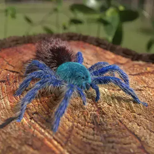 Tarantula Chromatopelma Low-poly 3D model