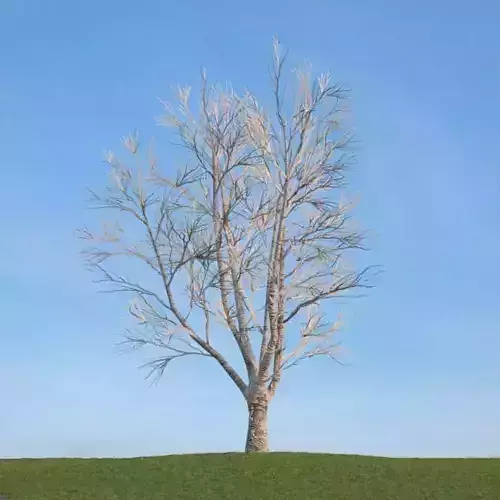 Leafless Tree 3D model