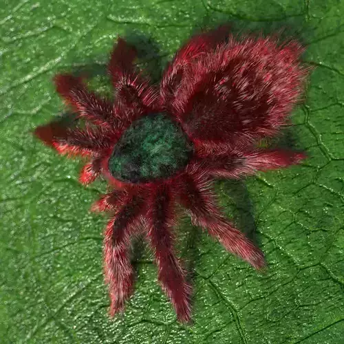 Tarantula Caribena Versicolor