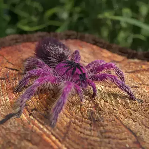 Tarantula Brazilian Pinkbloom Low-poly 3D model