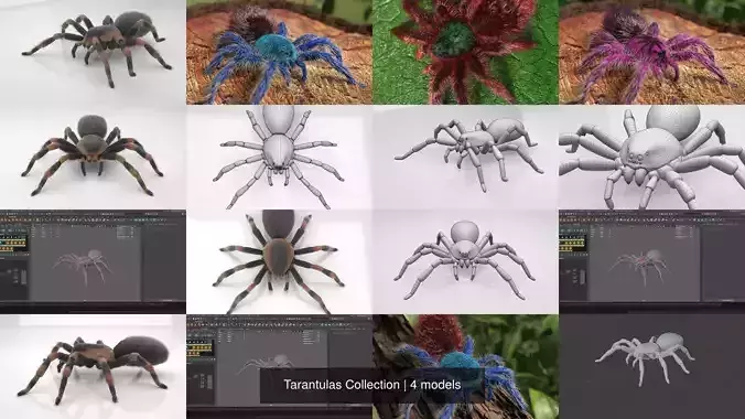 Tarantulas Collection tarantula spider 