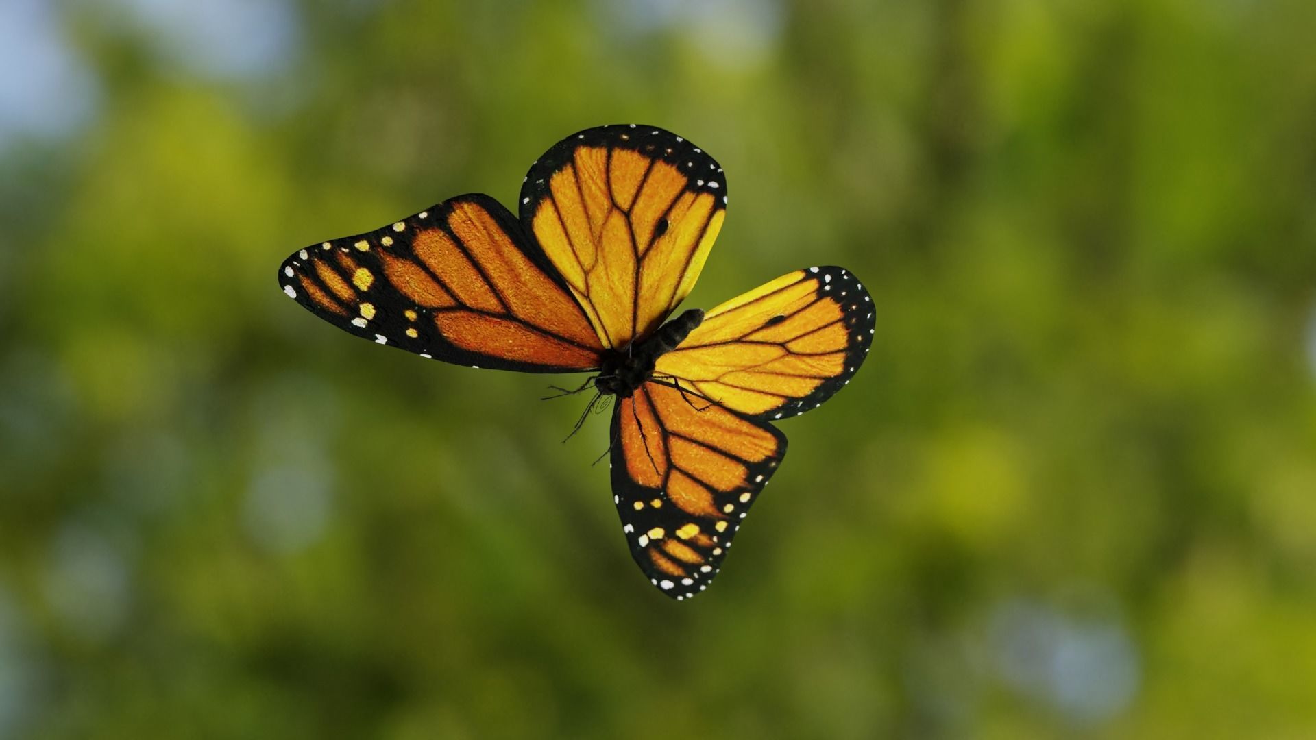 Monarch butterfly Low-poly 3D model_10