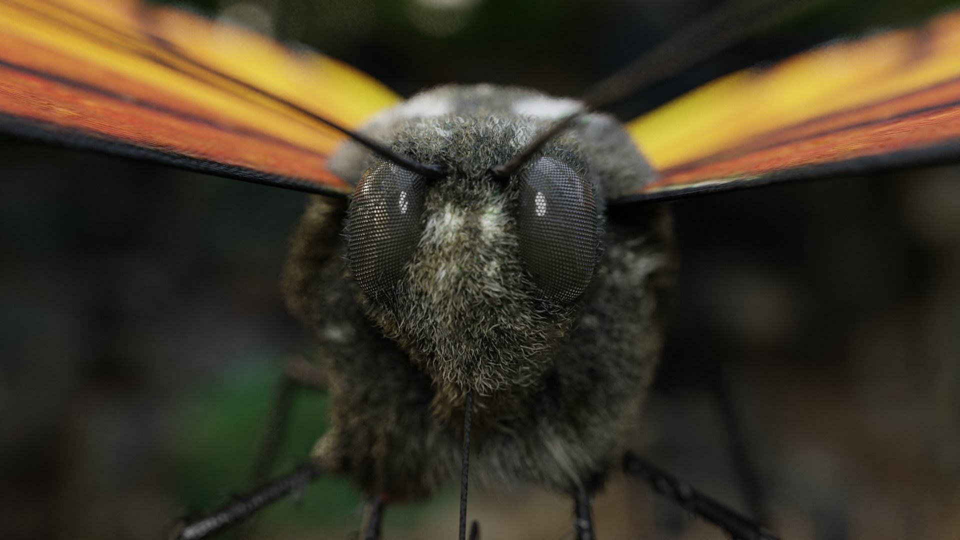 Monarch butterfly Low-poly 3D model_7