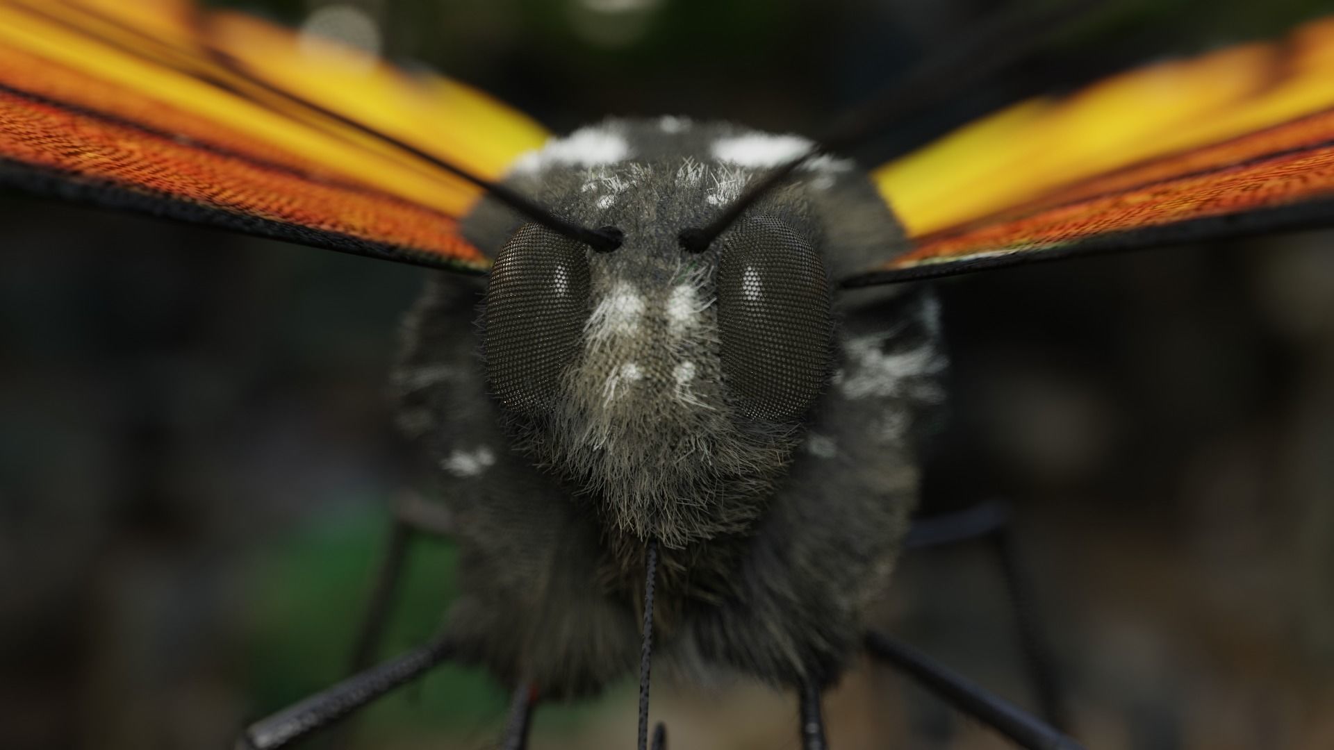 Monarch butterfly Low-poly 3D model_8