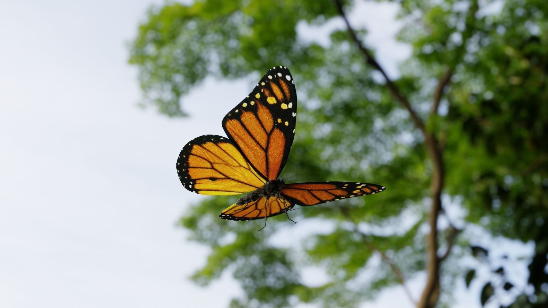 Monarch butterfly Low-poly 3D model_13