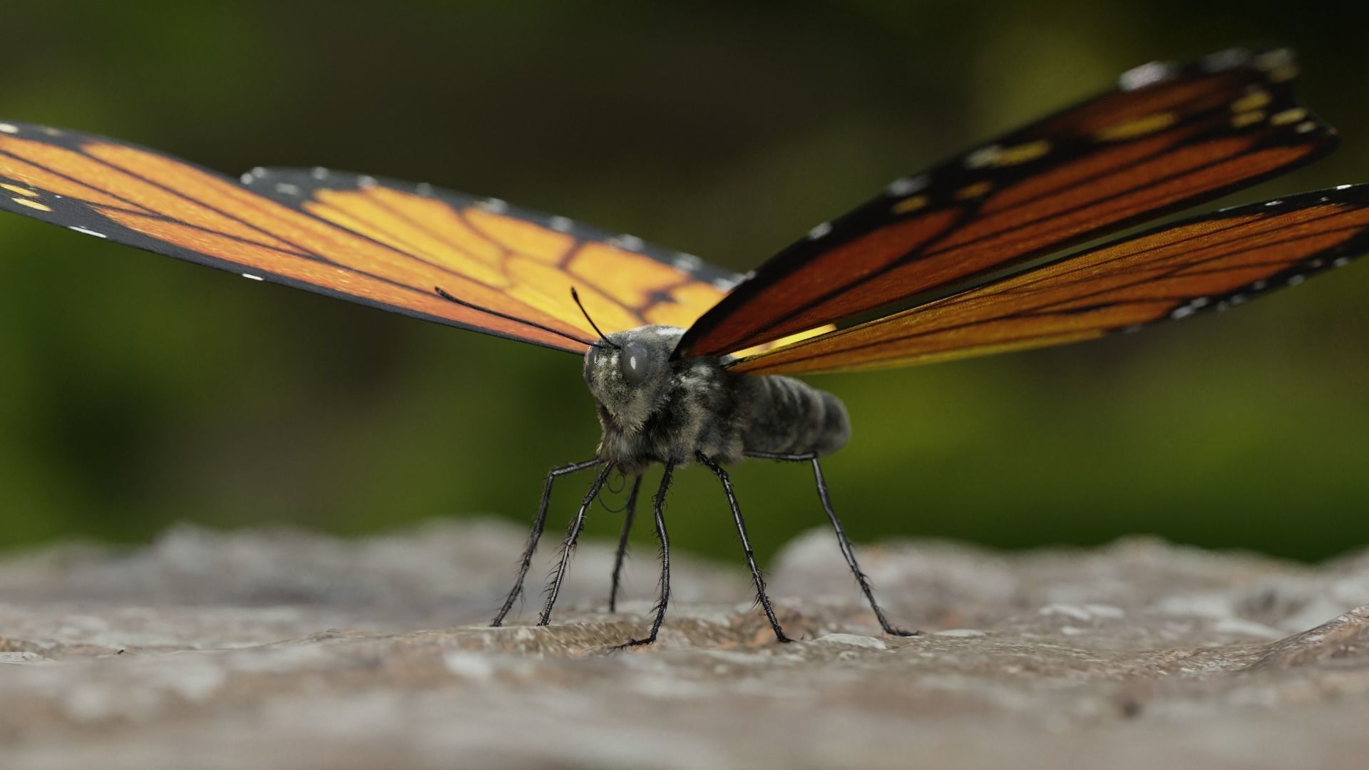 Monarch butterfly Low-poly 3D model_5