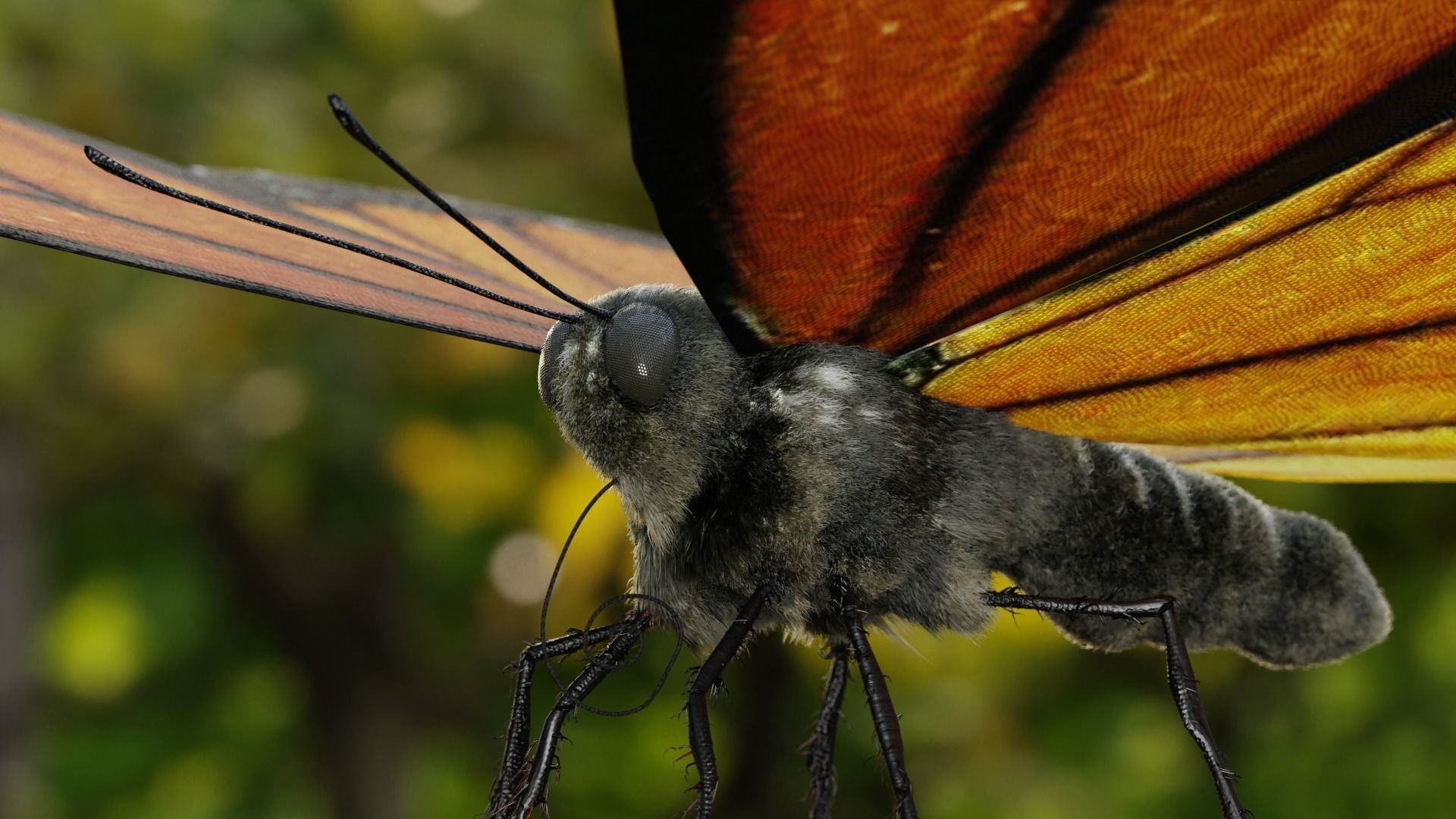 Monarch butterfly Low-poly 3D model_12