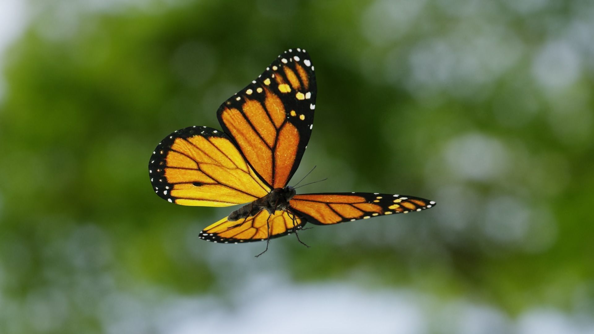 Monarch butterfly Low-poly 3D model_9