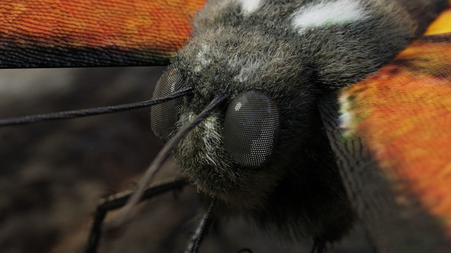 Monarch butterfly Low-poly 3D model_11