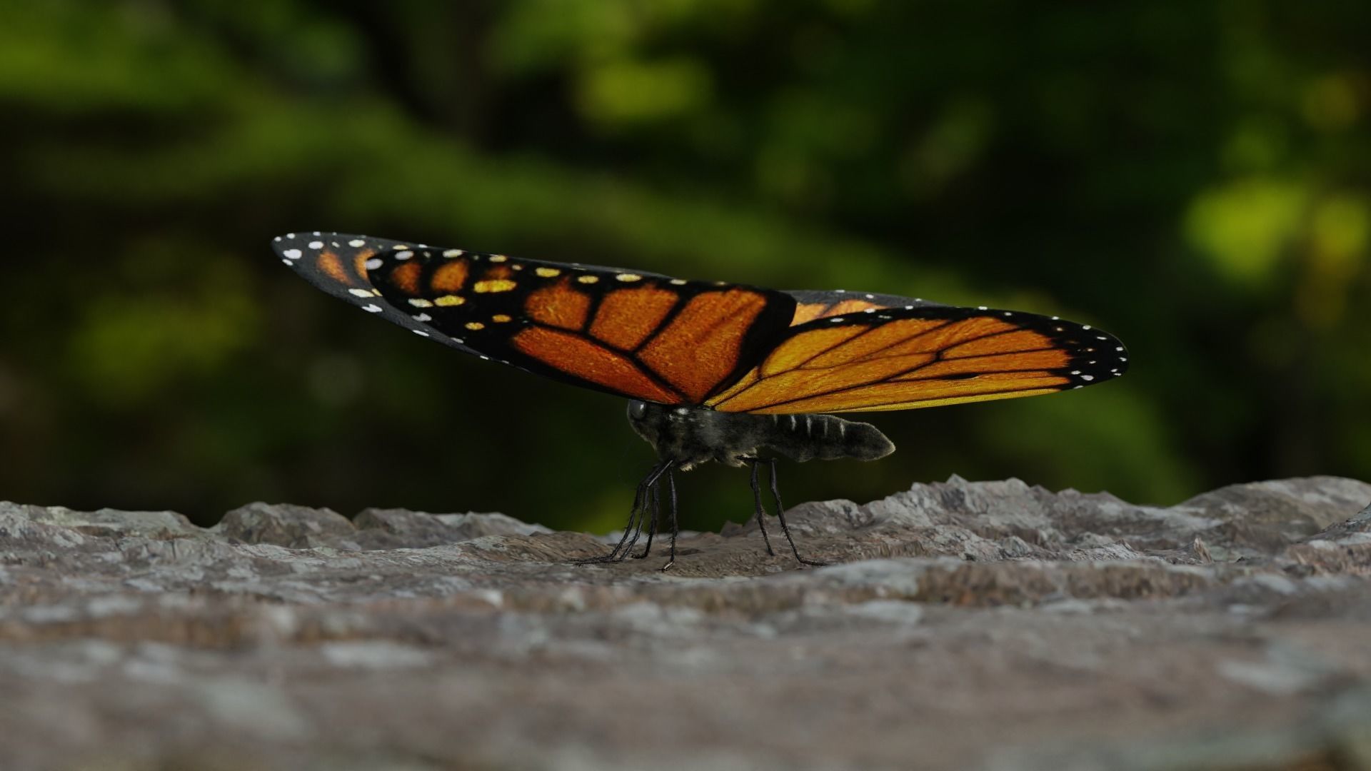 Monarch butterfly Low-poly 3D model_6