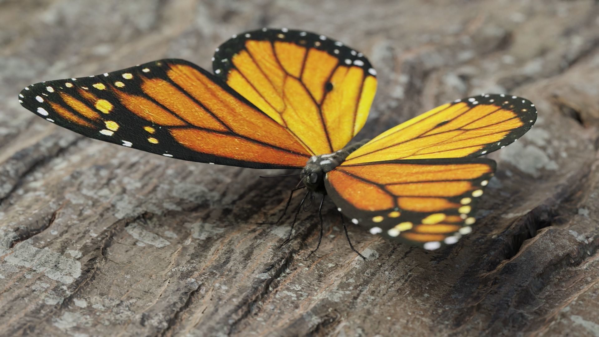 Monarch butterfly Low-poly 3D model_3