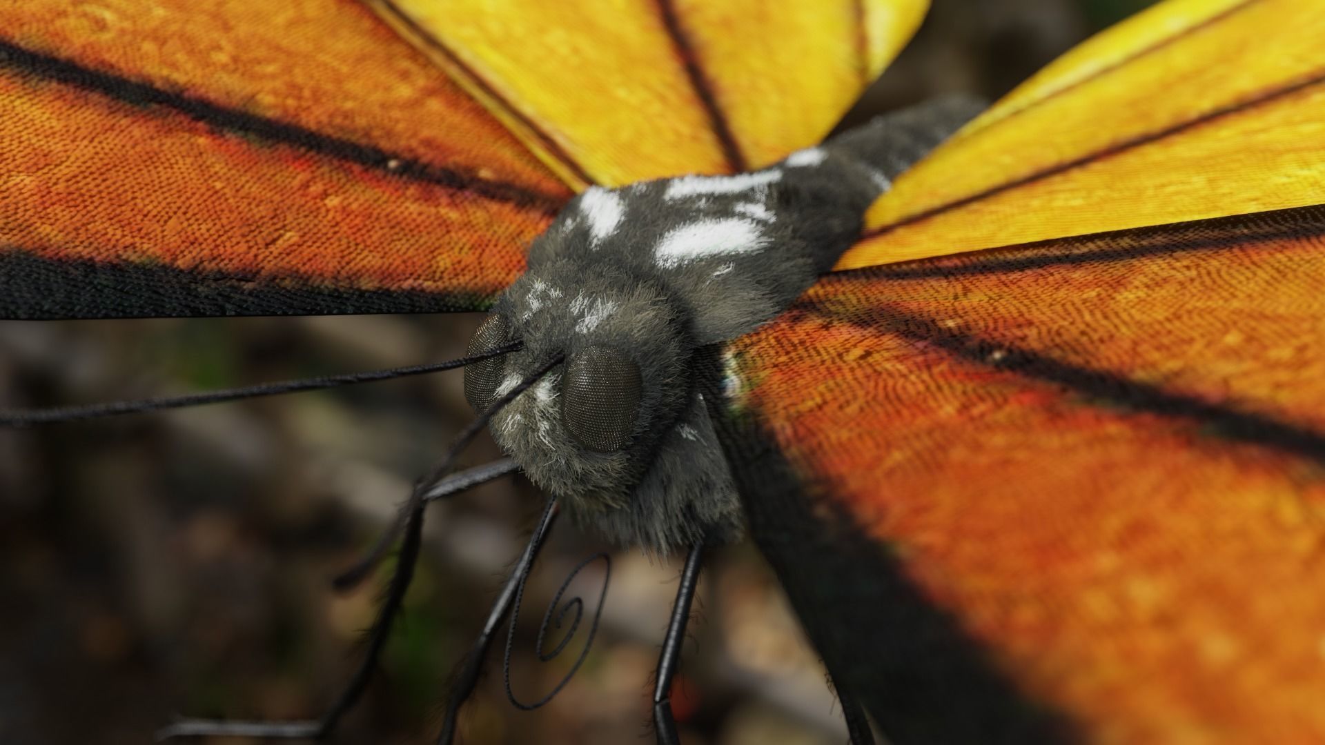 Monarch butterfly Low-poly 3D model_14