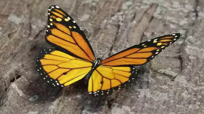 Monarch butterfly Low-poly 3D model