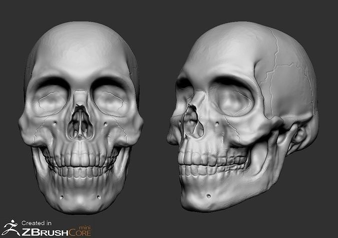 Skull Free 3D print model