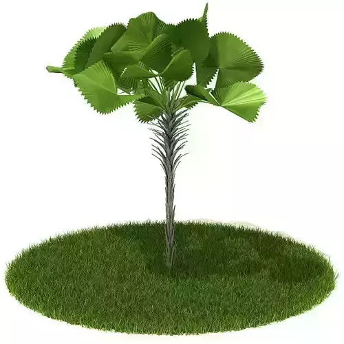 Green Tropical Plant