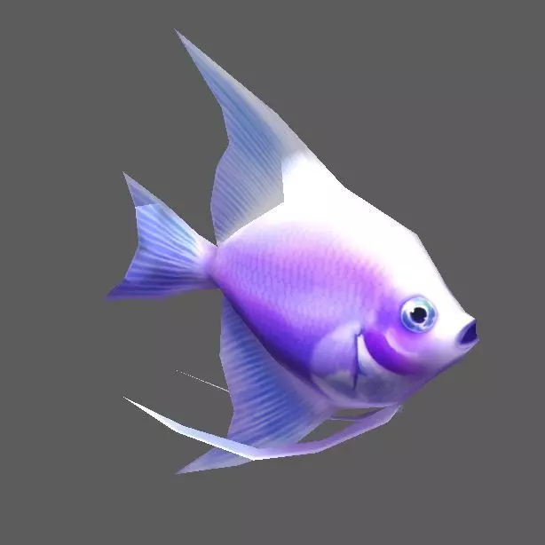 Angelfish angel fish Low-poly 3D model_0