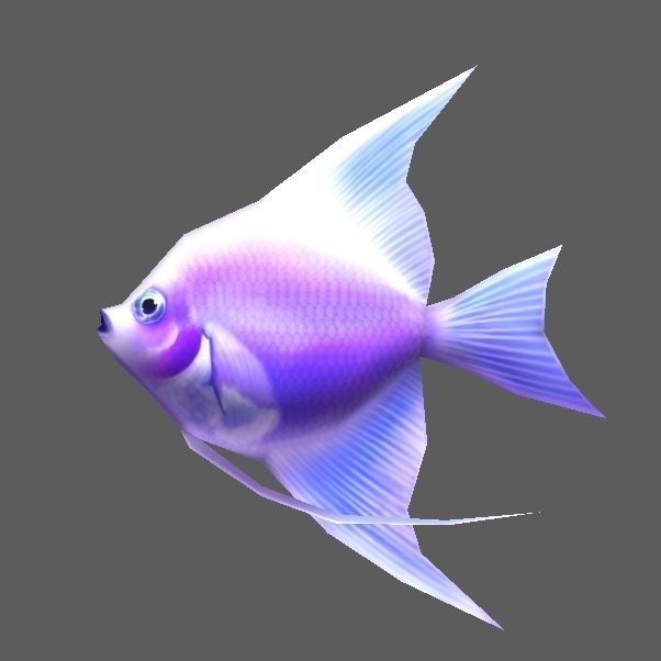 Angelfish angel fish Low-poly 3D model_1