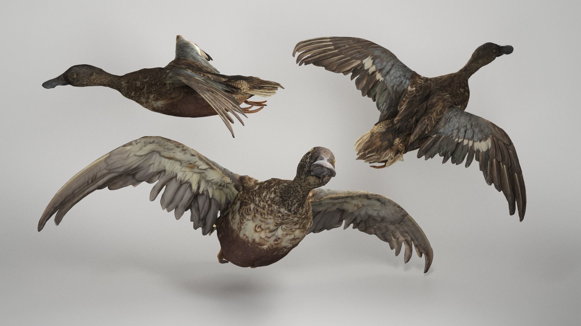 Flying duck 06 Low-poly 3D model_2