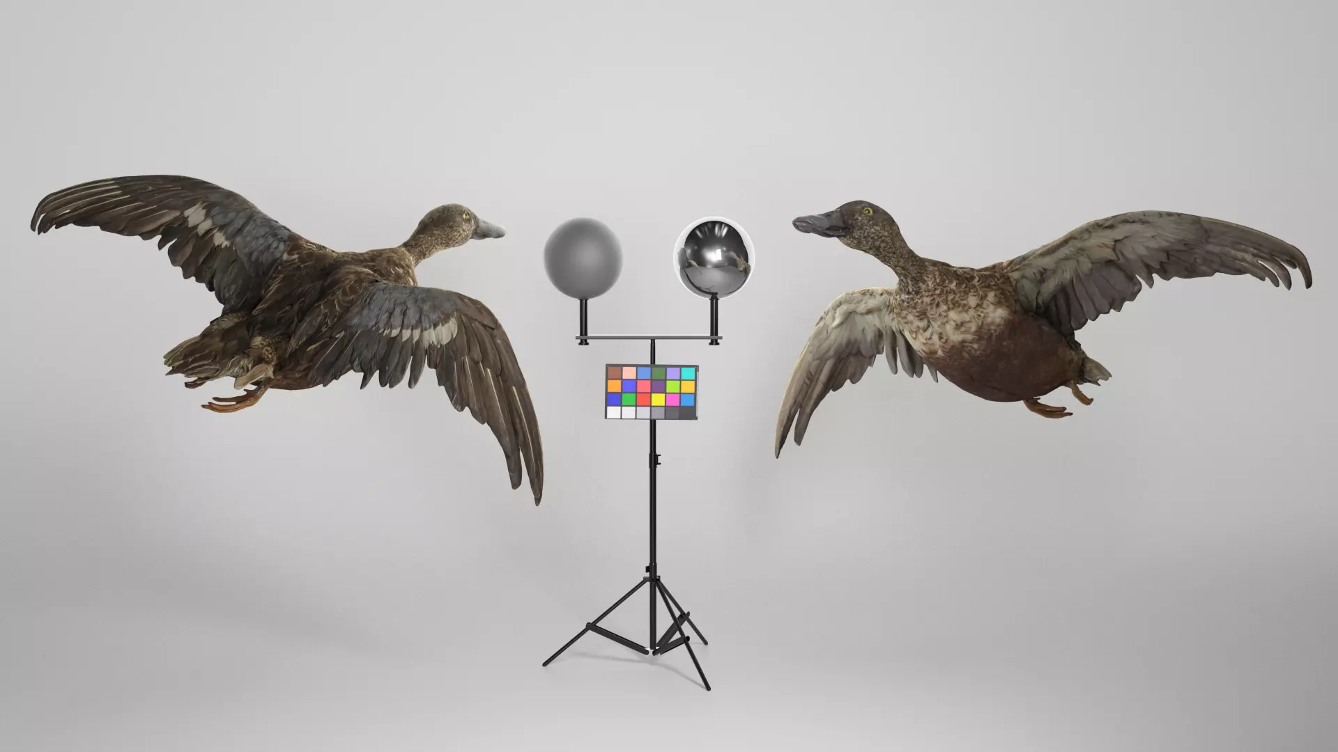 Flying duck 06 Low-poly 3D model_0