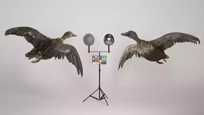 Flying duck 06 Low-poly 3D model