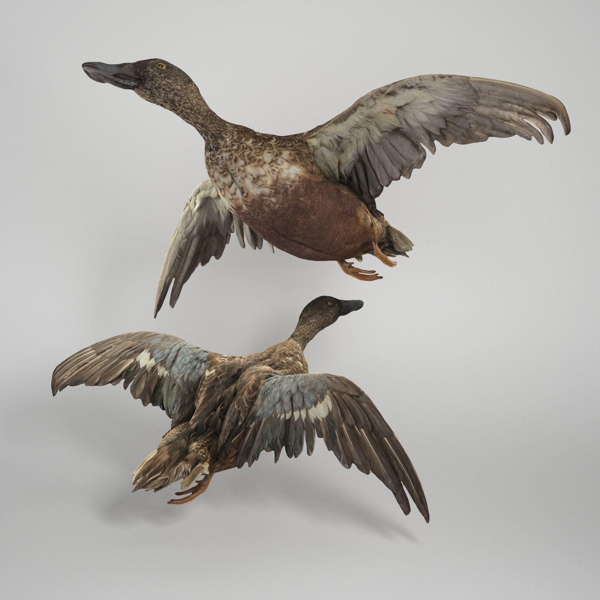 Flying duck 06 Low-poly 3D model_1