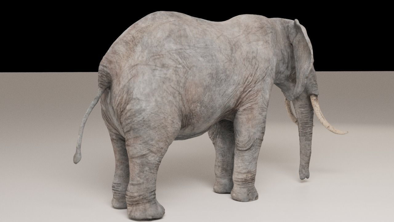 Elephant with long tusks Low-poly 3D model_5