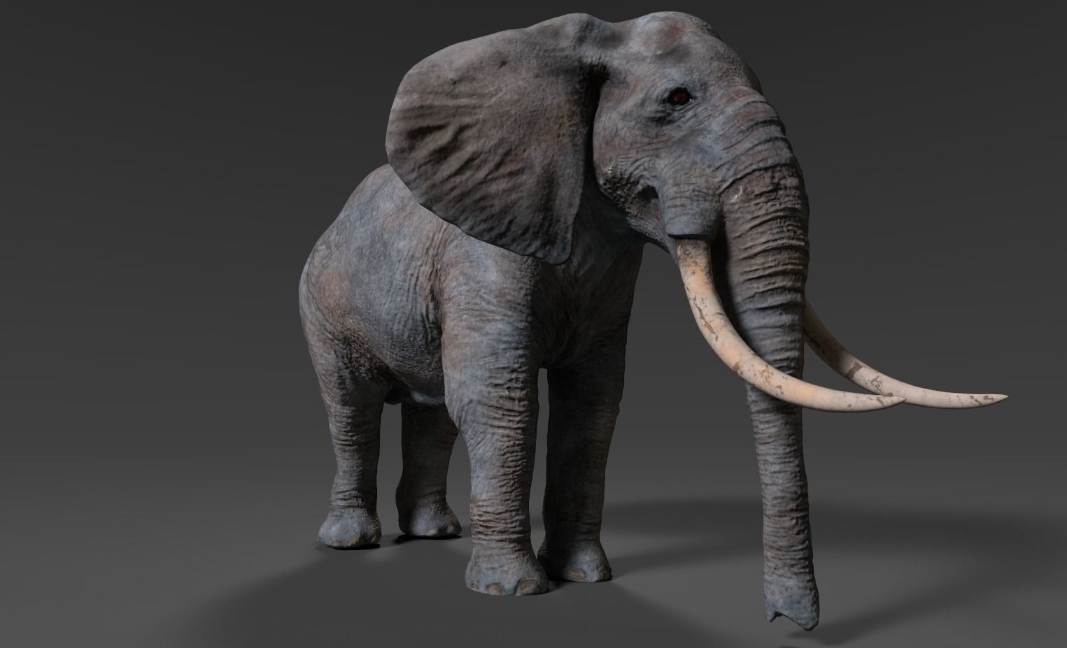 Elephant with long tusks Low-poly 3D model_17