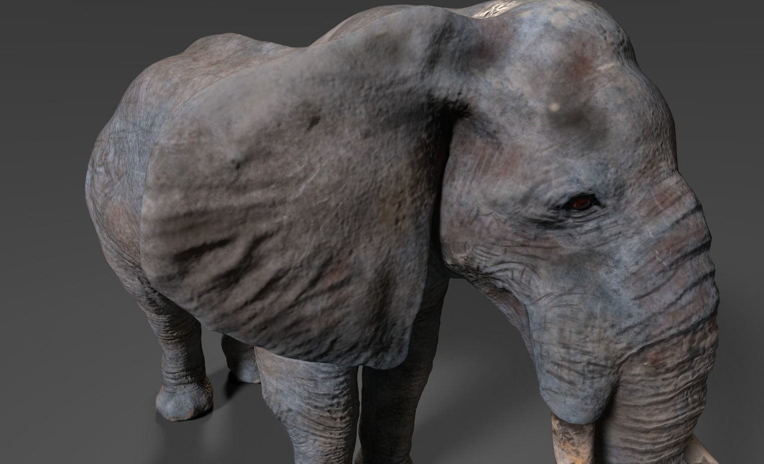 Elephant with long tusks Low-poly 3D model_14