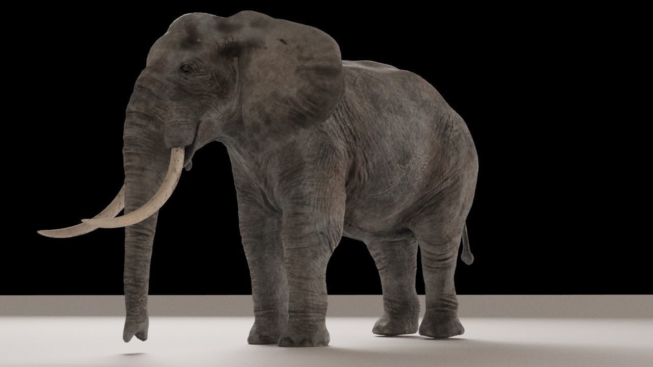 Elephant with long tusks Low-poly 3D model_6