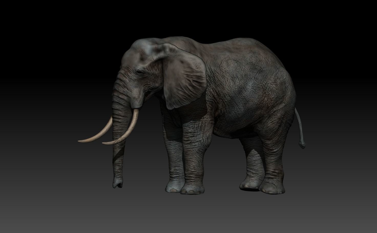 Elephant with long tusks Low-poly 3D model_3