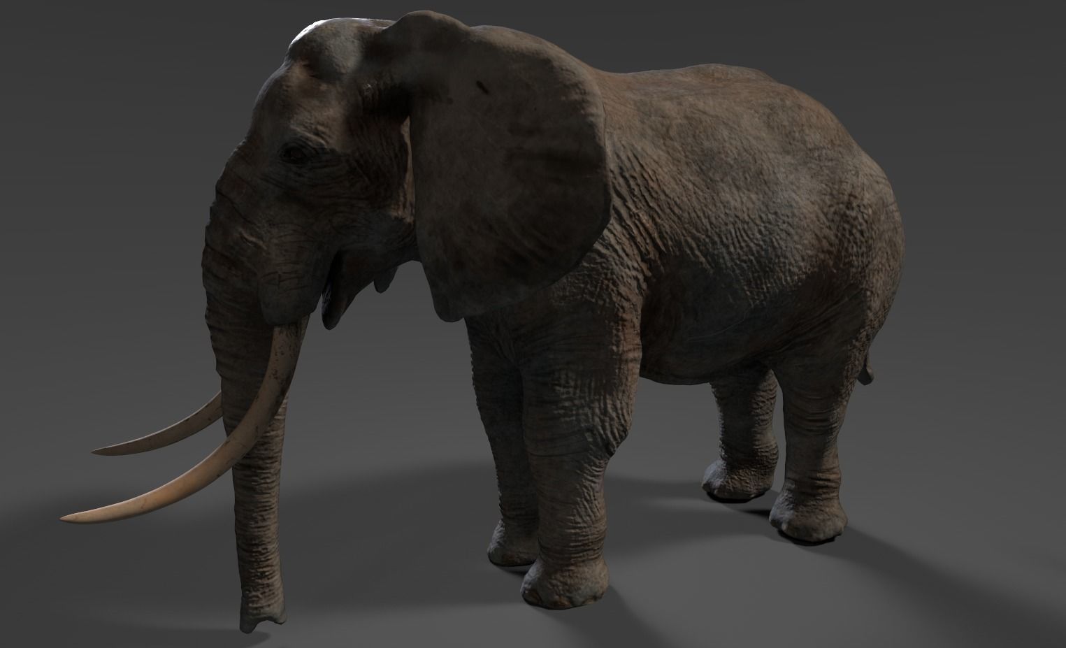 Elephant with long tusks Low-poly 3D model_13