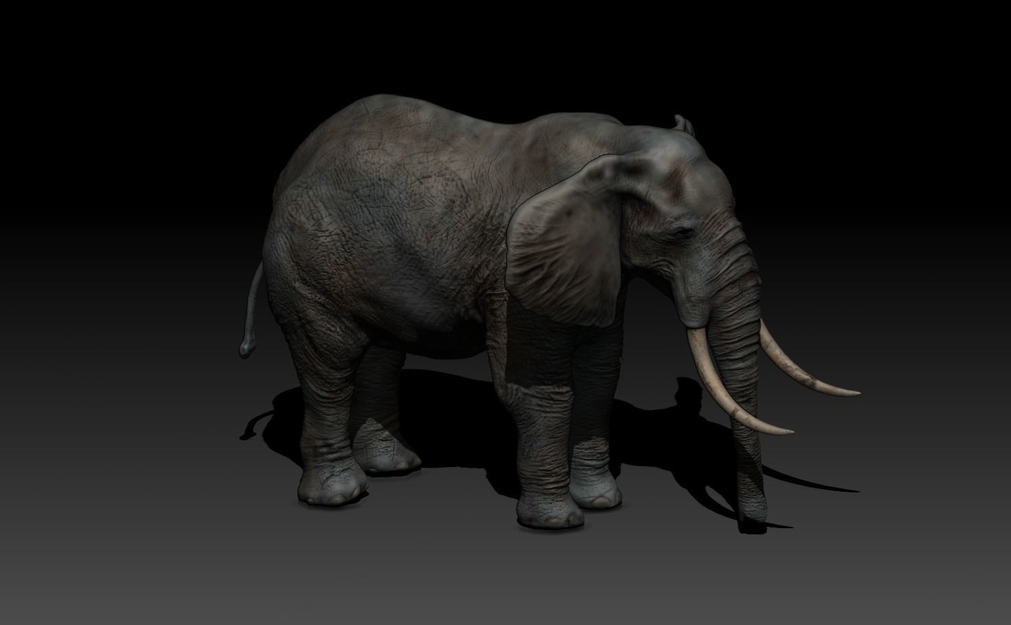 Elephant with long tusks Low-poly 3D model_4