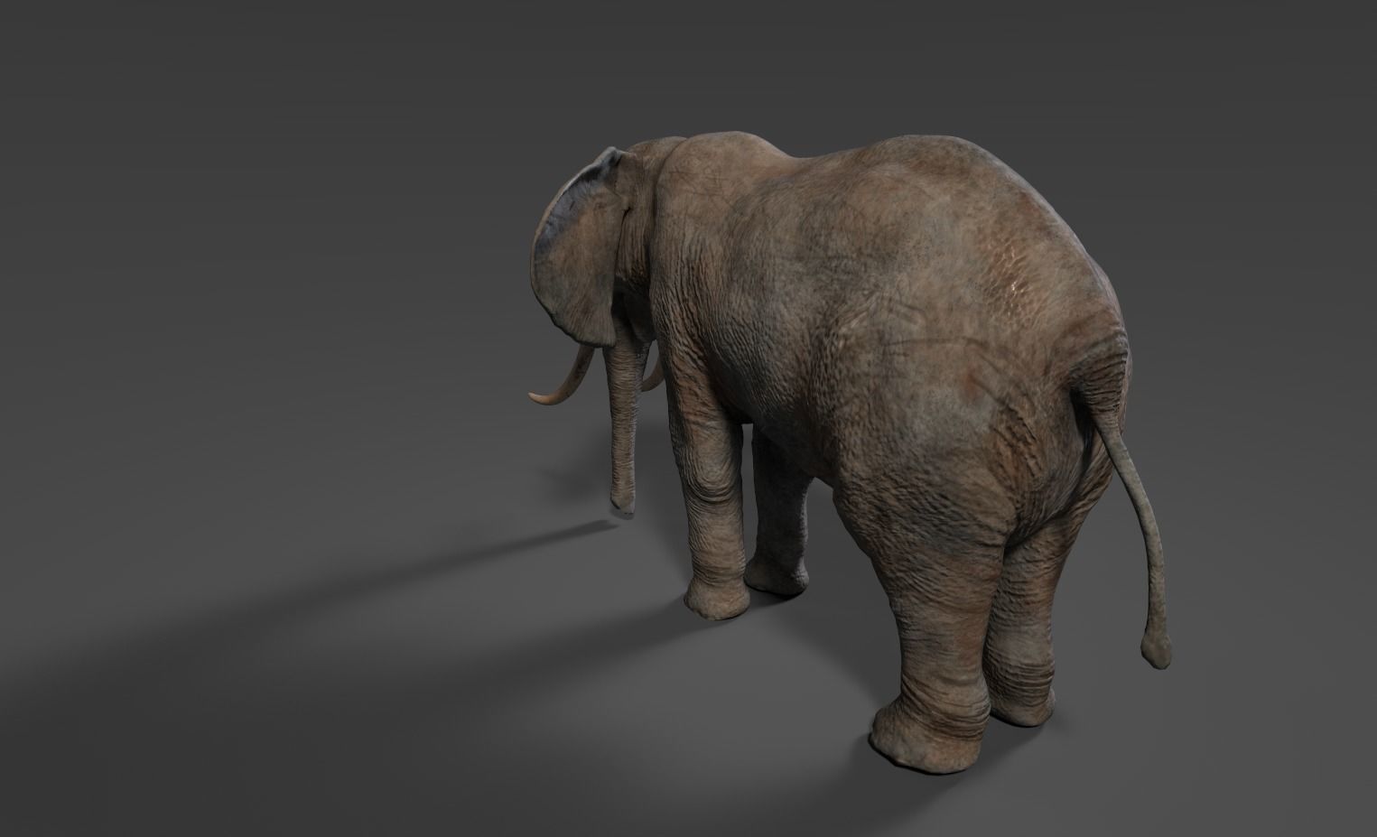 Elephant with long tusks Low-poly 3D model_12