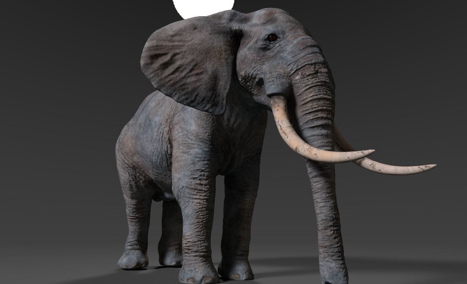 Elephant with long tusks Low-poly 3D model_15