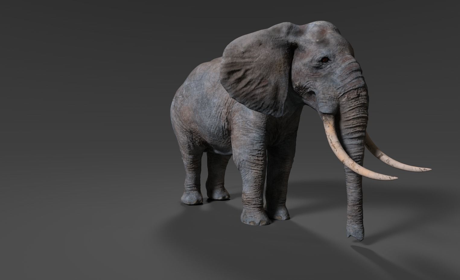 Elephant with long tusks Low-poly 3D model_11