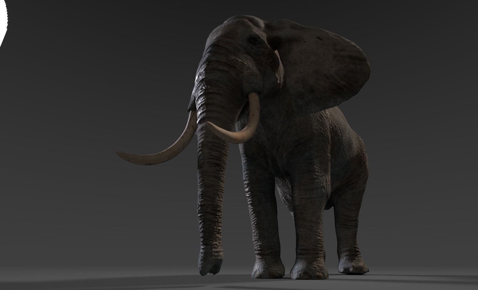Elephant with long tusks Low-poly 3D model_16