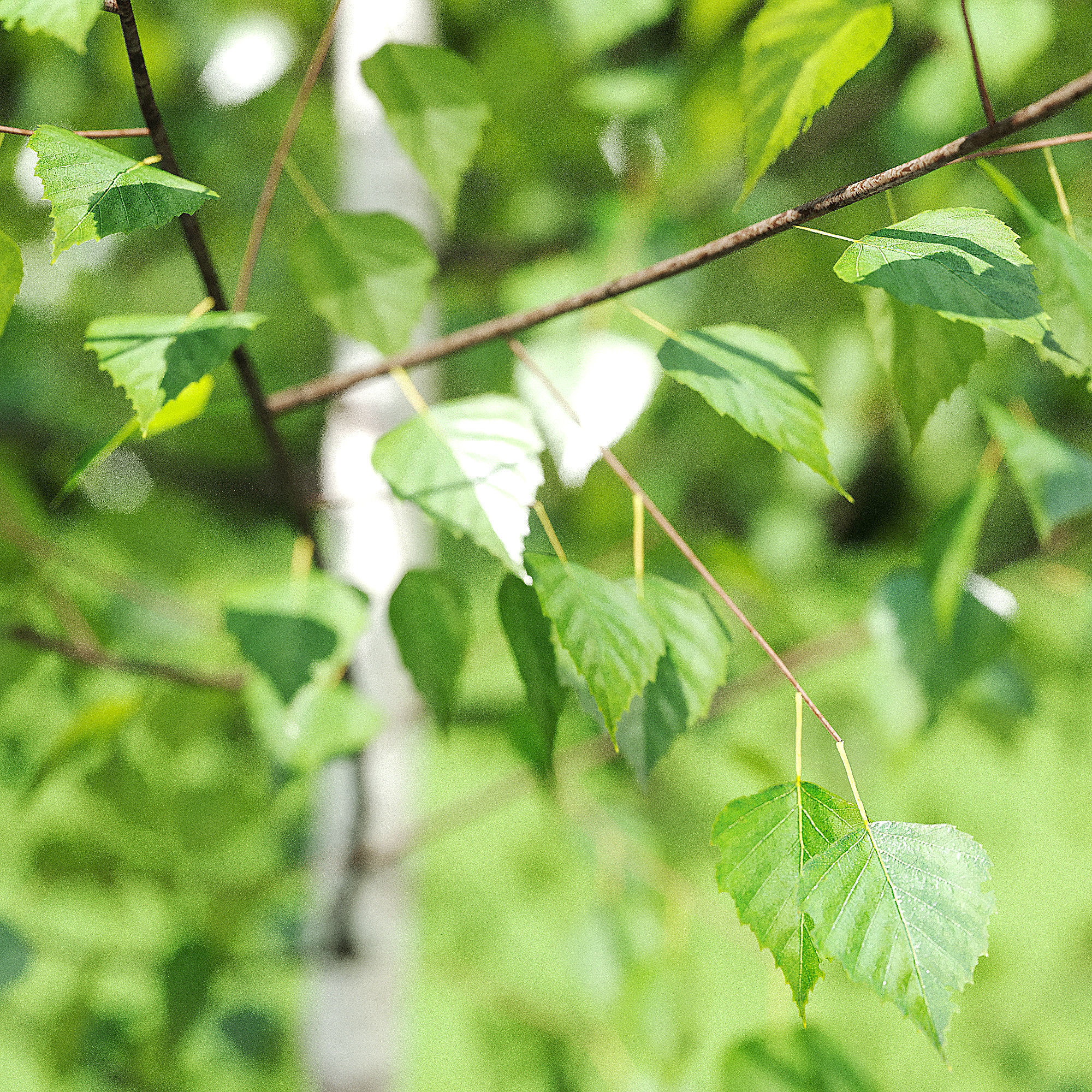 Betula Pendula 001-009 COLLECTION 3D model_31