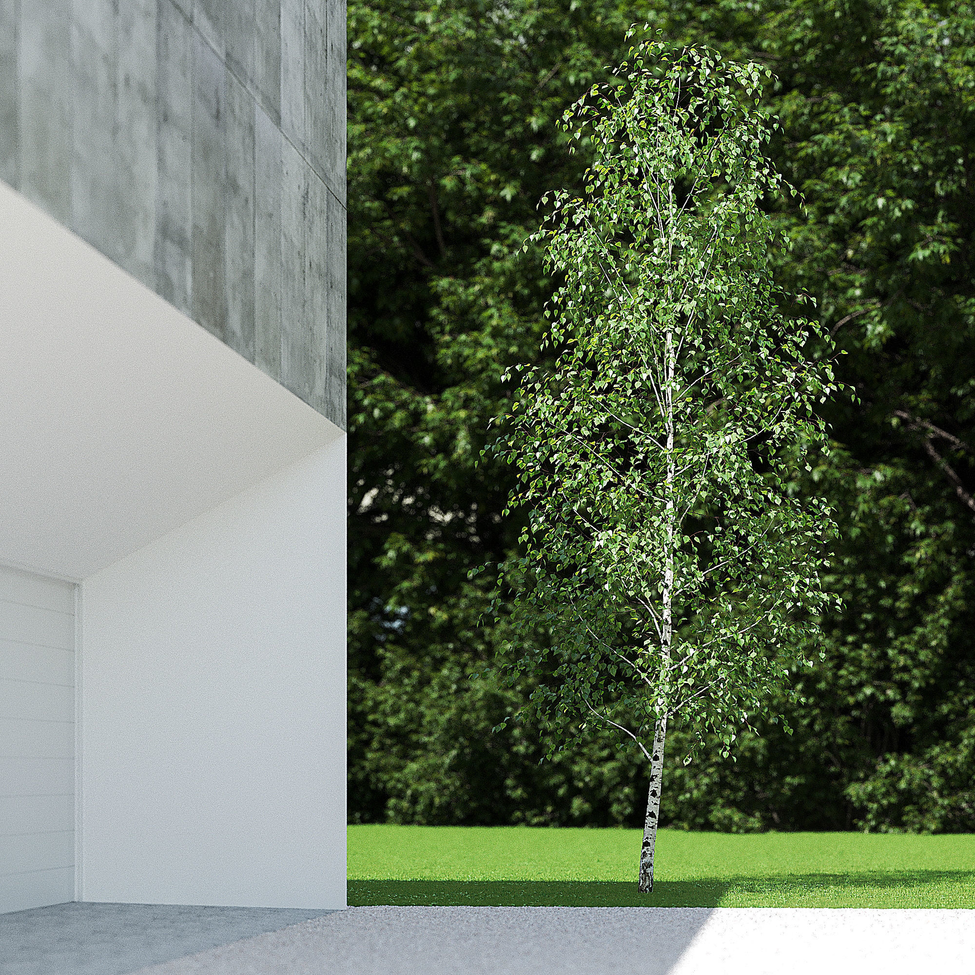 Betula Pendula 001-009 COLLECTION 3D model_10